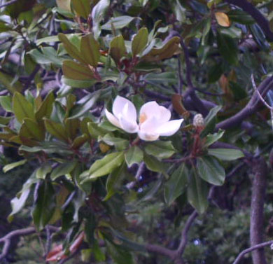 alupka_2_magnolia.jpg