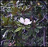 alupka_2_magnolia.jpg